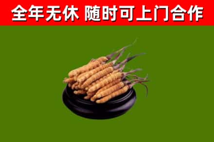 甘谷县烟酒回收冬虫夏草.jpg